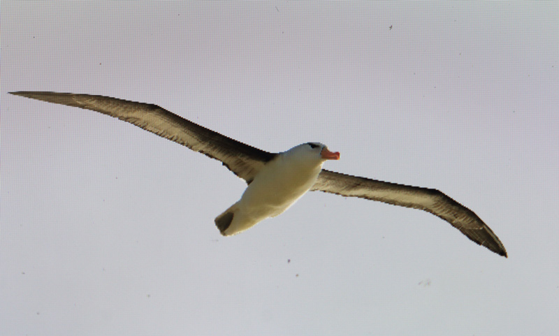 Sortbrynet Albatros adult krydser Grenen og blev selv et gyldent  kryds for de heldige observatører. Billedet er affotograferet fra kameraskærm og derfor ikke optimalt. Foto: John Larsen