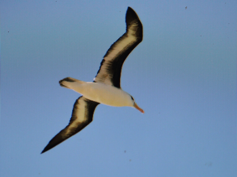 Sortbrynet Albatros adult, Grenen 26/5 2014. Billedet er affotograferet fra kameraskærm og derfor ikke optimalt. Foto: John Larsen